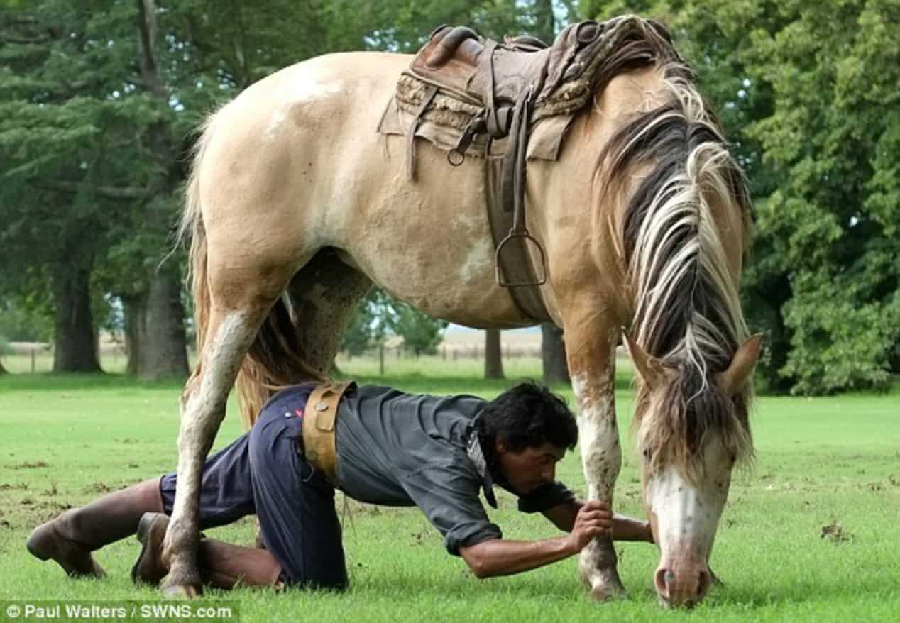 STALKING HORSE BID DO YOU REALLY WANT TO STALK YOUR HORSE ANYWAY 
